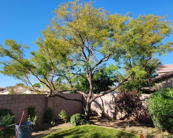 Aachen Tree Service (1)