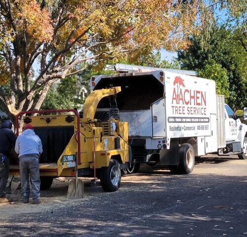 Aachen Tree Service (2)