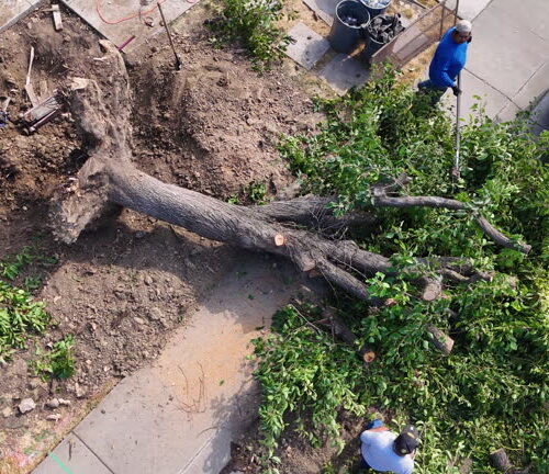 Real People, Real Life, Young man removing a tree with saw from above