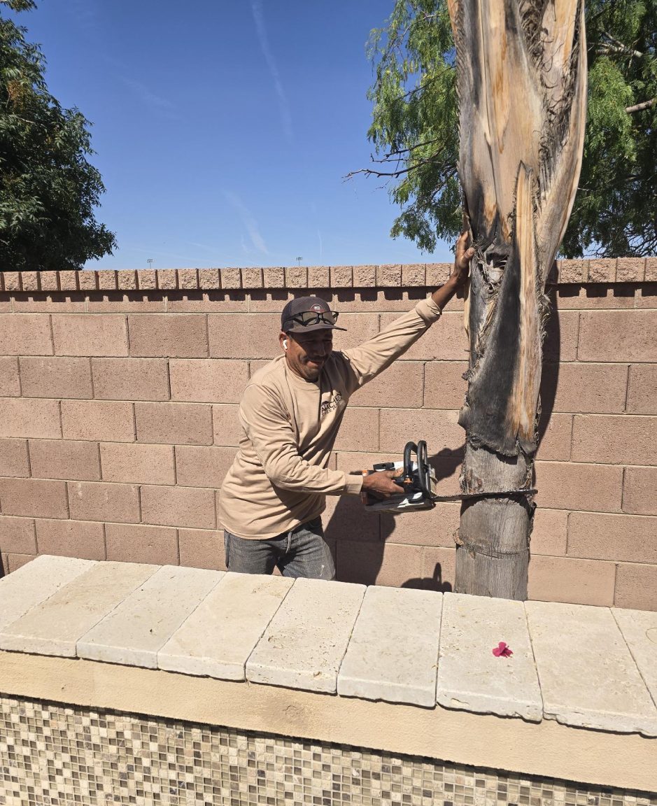 aachen tree service (2)