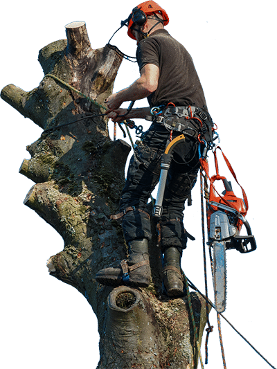 Tree Removal 2 Tree Removal 2