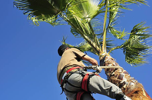 A tree surgeon wearing a harness uses a corvellot to prune a palm tree. Aachen Tree Service