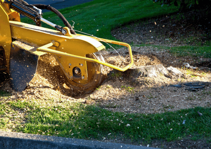 Tree Stump Grinding and Removal 2 Tree Stump Grinding and Removal 2