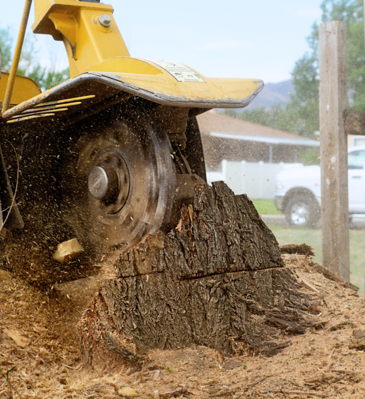 Tree Stump Grinding and Removal Tree Stump Grinding and Removal