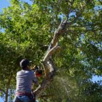 Aachen Tree Service
