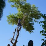 Aachen Tree Service