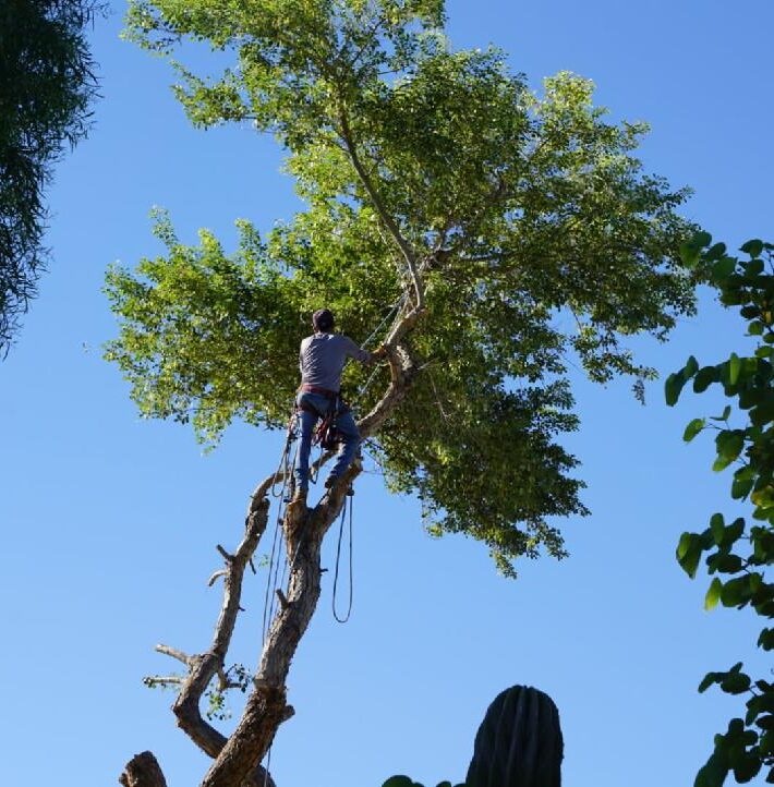 Aachen Tree Service