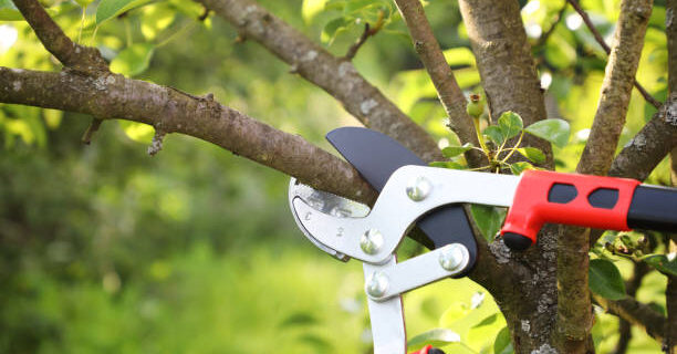 Tree Pruning vs. Tree Trimming