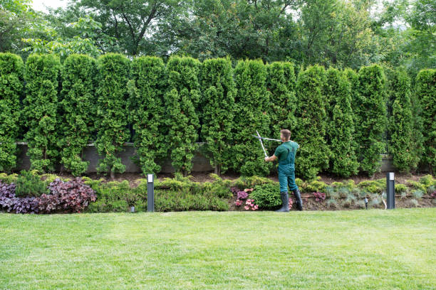 Tree Pruning vs. Tree Trimming