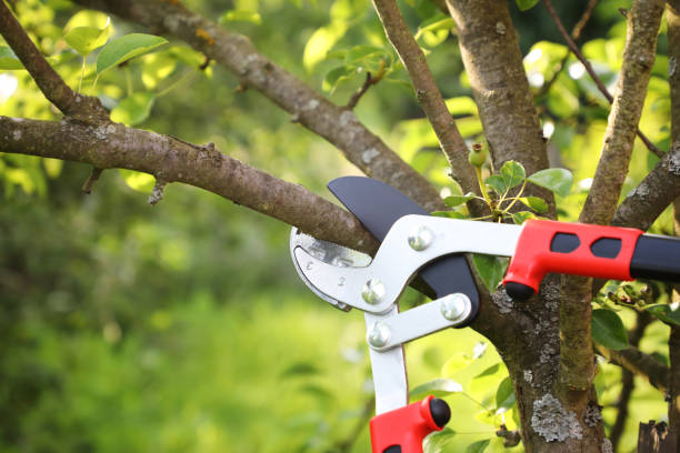 Tree Pruning vs. Tree Trimming