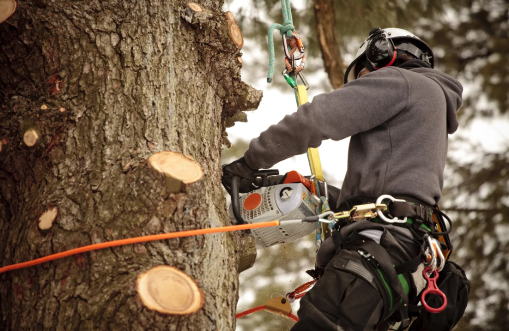 Tree Pruning vs. Tree Trimming