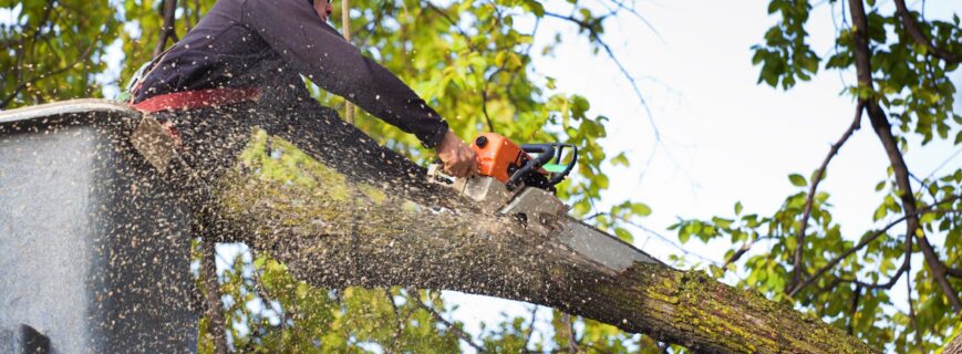Tree Trimming Tips Every Arizona Homeowner Should Know Tree Trimming Tips Every Arizona Homeowner Should Know