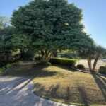 Aachen Tree Service - Mesa Tree Removal Service