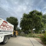 Aachen Tree Service - Mesa Tree Removal Service