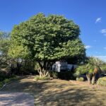 Aachen Tree Service - Mesa Tree Removal Service
